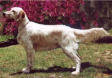 english setter